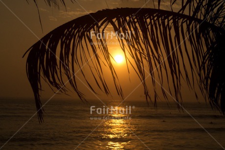 Fair Trade Photo Beach, Colour image, Condolence-Sympathy, Horizontal, Peru, Scenic, Sea, South America, Sunset, Travel, Tree