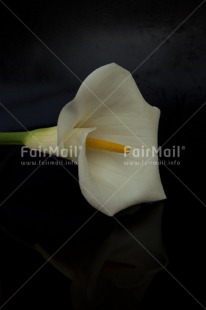 Fair Trade Photo Closeup, Colour image, Condolence-Sympathy, Flower, Horizontal, Peru, Shooting style, South America, Studio, White