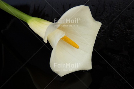 Fair Trade Photo Closeup, Colour image, Condolence-Sympathy, Flower, Horizontal, Peru, Shooting style, South America, Studio, White