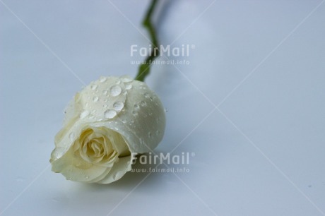 Fair Trade Photo Closeup, Colour image, Condolence-Sympathy, Horizontal, Peru, Rose, Shooting style, South America, Studio, Waterdrop, White