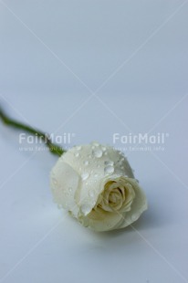 Fair Trade Photo Closeup, Colour image, Condolence-Sympathy, Peru, Rose, Shooting style, South America, Studio, Vertical, Waterdrop, White