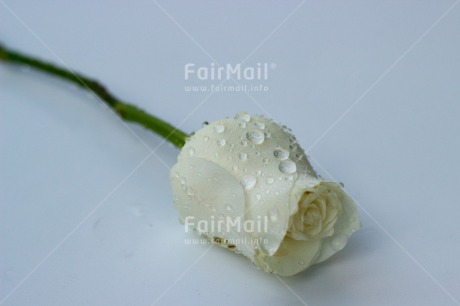 Fair Trade Photo Closeup, Colour image, Condolence-Sympathy, Horizontal, Peru, Rose, Shooting style, South America, Studio, Waterdrop, White