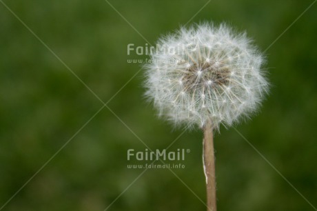 Fair Trade Photo Colour image, Condolence-Sympathy, Day, Flower, Good luck, Horizontal, Outdoor, Peru, South America, Summer, Thinking of you