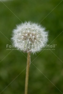 Fair Trade Photo Colour image, Condolence-Sympathy, Day, Flower, Good luck, Outdoor, Peru, South America, Summer, Thinking of you, Vertical