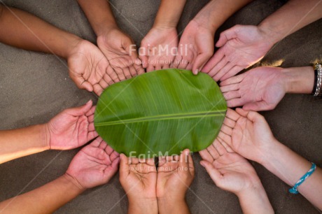 Fair Trade Photo Christmas, Closeup, Colour image, Cooperation, Environment, Friendship, Green, Hand, Horizontal, Leaf, Peru, Shooting style, South America, Sustainability, Together, Values