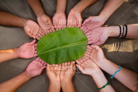 Fair Trade Photo Christmas, Closeup, Colour image, Cooperation, Environment, Friendship, Green, Hand, Horizontal, Leaf, Peru, Shooting style, South America, Sustainability, Together, Values