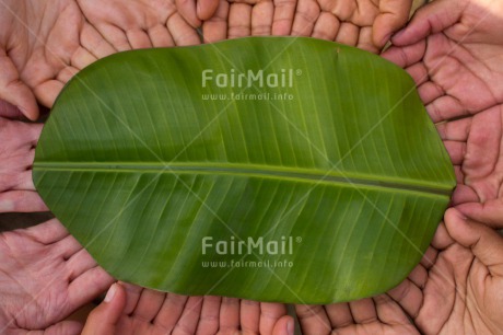Fair Trade Photo Christmas, Closeup, Colour image, Cooperation, Environment, Friendship, Green, Hand, Horizontal, Leaf, Peru, Shooting style, South America, Sustainability, Together, Values