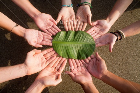 Fair Trade Photo Christmas, Closeup, Colour image, Cooperation, Environment, Friendship, Green, Hand, Horizontal, Leaf, Peru, Shooting style, South America, Sustainability, Together, Values