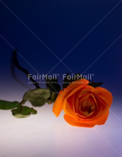 Fair Trade Photo Blue, Christmas, Closeup, Colour image, Condolence-Sympathy, Flower, Food and alimentation, Fruits, Orange, Peru, Rose, Shooting style, South America, Vertical, White