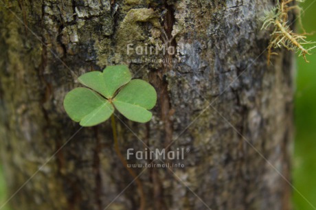 Fair Trade Photo Colour image, Good luck, Green, Horizontal, Nature, Peru, South America, Tree, Trefoil