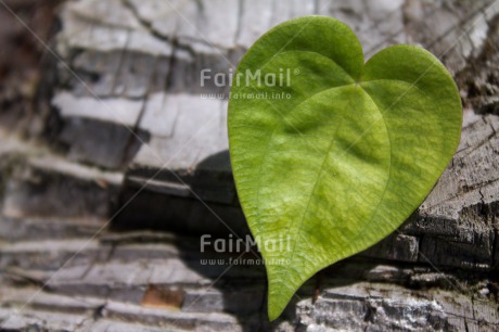 Fair Trade Photo Closeup, Colour image, Condolence-Sympathy, Green, Heart, Horizontal, Leaf, Love, Nature, Peru, Shooting style, South America, Valentines day