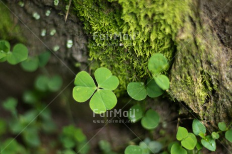 Fair Trade Photo Colour image, Good luck, Green, Horizontal, Nature, Peru, South America, Trefoil