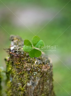 Fair Trade Photo Colour image, Good luck, Green, Nature, Peru, South America, Trefoil, Vertical