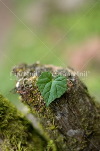 Fair Trade Photo Colour image, Condolence-Sympathy, Green, Heart, Leaf, Nature, Peru, South America, Vertical