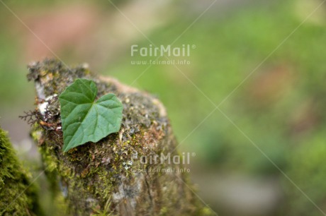 Fair Trade Photo Colour image, Condolence-Sympathy, Green, Heart, Horizontal, Leaf, Nature, Peru, South America