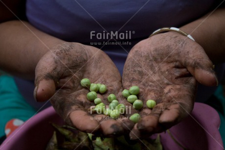 Fair Trade Photo Agriculture, Closeup, Colour image, Food and alimentation, Green, Hand, Harvest, Horizontal, Pea, Peru, Shooting style, South America, Vegetables