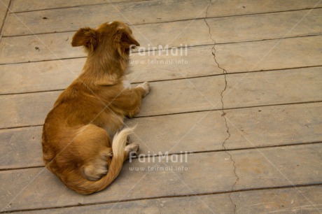 Fair Trade Photo Activity, Animals, Colour image, Dog, Horizontal, Looking away, Peru, South America