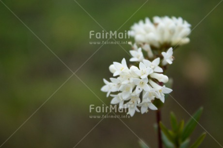 Fair Trade Photo Closeup, Colour image, Condolence-Sympathy, Flower, Horizontal, Peru, Shooting style, South America, White