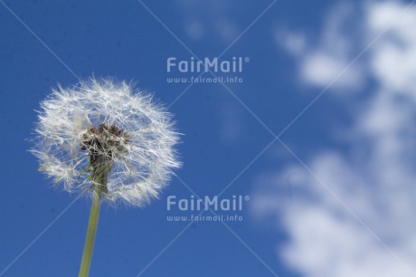 Fair Trade Photo Colour image, Condolence-Sympathy, Day, Flower, Horizontal, Outdoor, Peru, Sky, South America, Summer, White