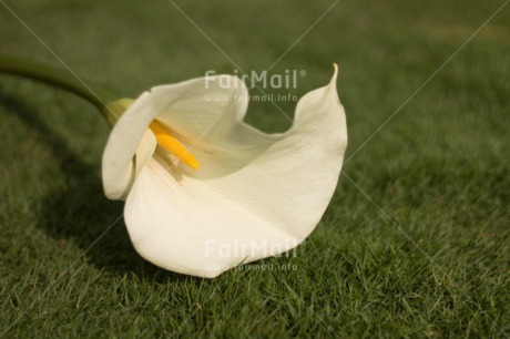 Fair Trade Photo Closeup, Colour image, Condolence-Sympathy, Flower, Horizontal, Peru, Shooting style, South America, White