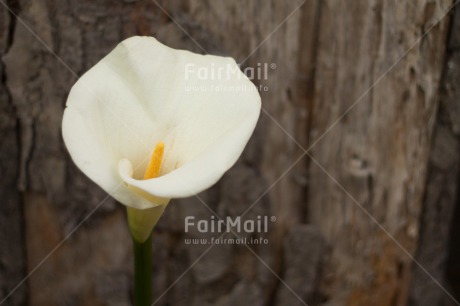 Fair Trade Photo Closeup, Colour image, Condolence-Sympathy, Flower, Horizontal, Peru, Shooting style, South America, White