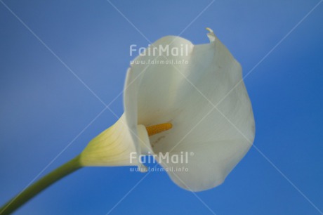 Fair Trade Photo Closeup, Colour image, Condolence-Sympathy, Flower, Horizontal, Peru, Shooting style, South America, White