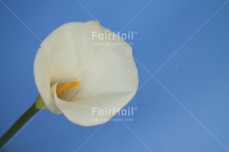 Fair Trade Photo Closeup, Colour image, Condolence-Sympathy, Flower, Horizontal, Peru, Shooting style, South America, White