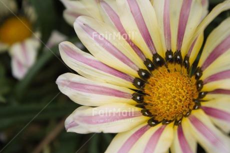 Fair Trade Photo Closeup, Colour image, Flower, Horizontal, Mothers day, Peru, Shooting style, South America, Thank you