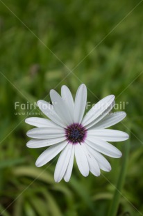Fair Trade Photo Closeup, Colour image, Flower, Mothers day, Peru, Shooting style, South America, Vertical