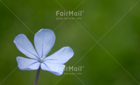 Fair Trade Photo Closeup, Colour image, Flower, Horizontal, Mothers day, Peru, Shooting style, South America