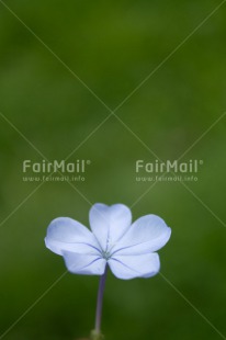 Fair Trade Photo Closeup, Colour image, Flower, Mothers day, Peru, Shooting style, South America, Vertical