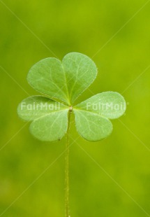 Fair Trade Photo Closeup, Colour image, Good luck, Green, Leaf, Nature, Peru, Plant, Shooting style, South America, Trefoil, Vertical, Wellness