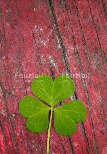 Fair Trade Photo Closeup, Colour image, Good luck, Green, Leaf, Nature, Peru, Plant, Shooting style, South America, Trefoil, Vertical, Wellness