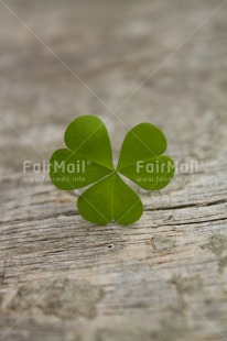 Fair Trade Photo Closeup, Colour image, Good luck, Green, Leaf, Nature, Peru, Plant, Shooting style, South America, Trefoil, Vertical, Wellness