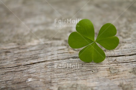 Fair Trade Photo Closeup, Colour image, Good luck, Green, Horizontal, Leaf, Nature, Peru, Plant, Shooting style, South America, Trefoil, Wellness