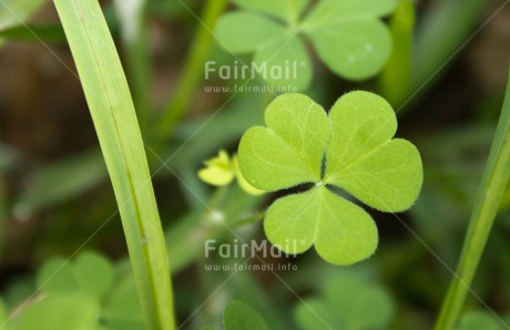 Fair Trade Photo Closeup, Colour image, Good luck, Green, Horizontal, Leaf, Nature, Peru, Plant, Shooting style, South America, Trefoil, Wellness