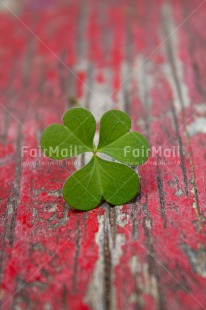 Fair Trade Photo Closeup, Colour image, Good luck, Green, Leaf, Nature, Peru, Plant, Shooting style, South America, Trefoil, Vertical, Wellness