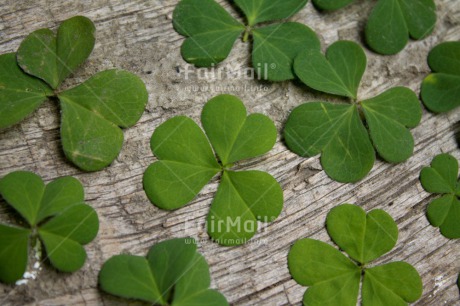 Fair Trade Photo Closeup, Colour image, Good luck, Green, Horizontal, Leaf, Nature, Peru, Plant, Shooting style, South America, Trefoil, Wellness