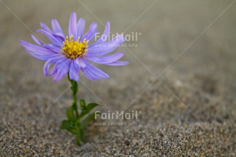 Fair Trade Photo Colour image, Drought, Flower, Horizontal, Peru, South America, Sustainability, Values, Water