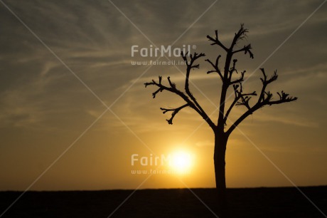 Fair Trade Photo Colour image, Horizontal, Peru, South America, Sunset, Tree