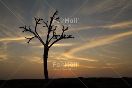 Fair Trade Photo Colour image, Horizontal, Light, Nature, Scenic, Sky, Spirituality, Sunset, Sustainability, Tree, Wellness