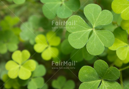 Fair Trade Photo Colour image, Condolence-Sympathy, Good luck, Horizontal, Peru, South America, Trefoil