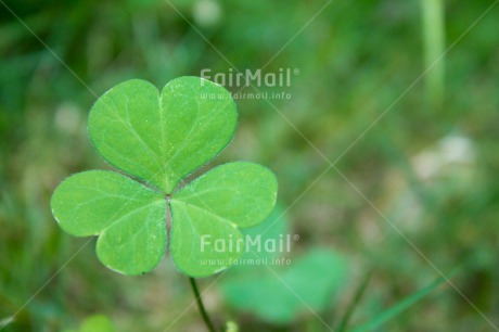 Fair Trade Photo Colour image, Condolence-Sympathy, Good luck, Horizontal, Peru, South America, Trefoil