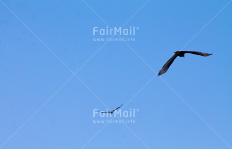 Fair Trade Photo Activity, Animals, Bird, Colour image, Flying, Freedom, Horizontal, Peru, South America