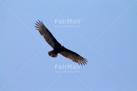 Fair Trade Photo Activity, Animals, Bird, Colour image, Flying, Freedom, Horizontal, Peru, South America