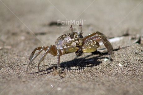 Fair Trade Photo Animals, Beach, Colour image, Crab, Horizontal, Nature, Peru, South America