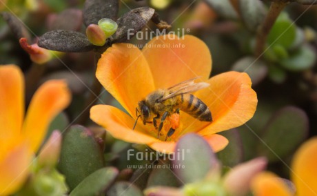 Fair Trade Photo Agriculture, Animals, Bee, Colour image, Flower, Horizontal, Nature, Peru, South America, Sustainability, Values, Wasp