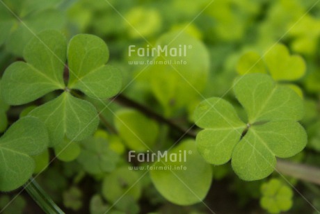 Fair Trade Photo Colour image, Condolence-Sympathy, Good luck, Green, Horizontal, Nature, Peru, South America, Trefoil