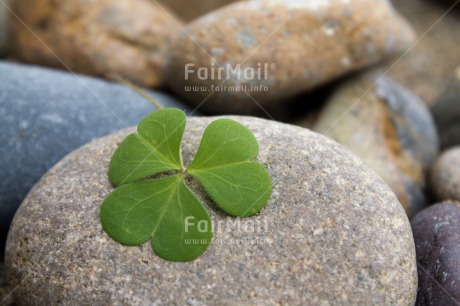 Fair Trade Photo Colour image, Condolence-Sympathy, Good luck, Horizontal, Peru, South America, Trefoil