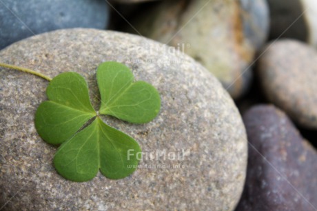 Fair Trade Photo Colour image, Condolence-Sympathy, Good luck, Horizontal, Peru, South America, Trefoil